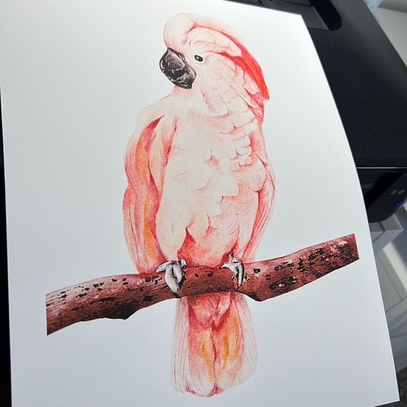 Wall Art Tropical Bird Portrait Print Unframed - Picture 10 of 15